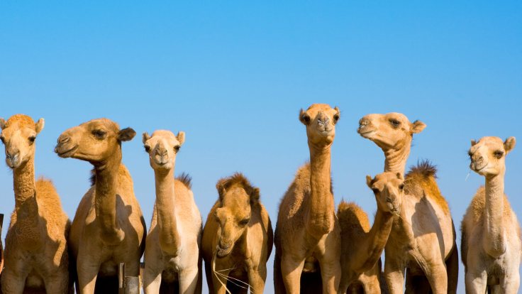 animals_hero_camels